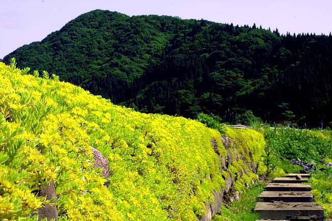 ツルマンネングサ