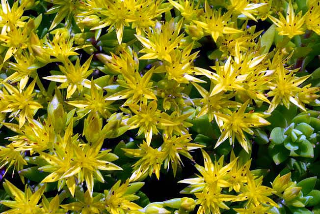 ツルマンネングサ