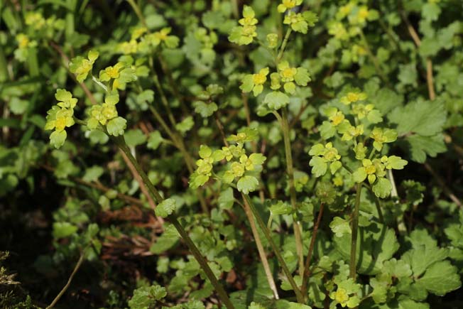 ツルネコノメソウ