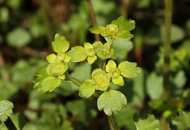 ツルネコノメソウ