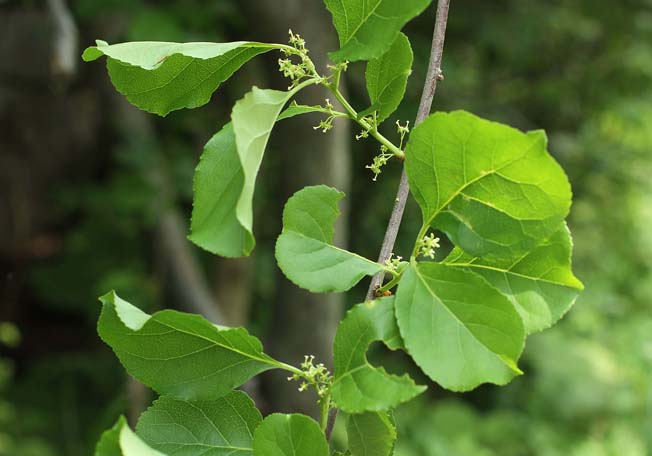 ツルウメモドキ