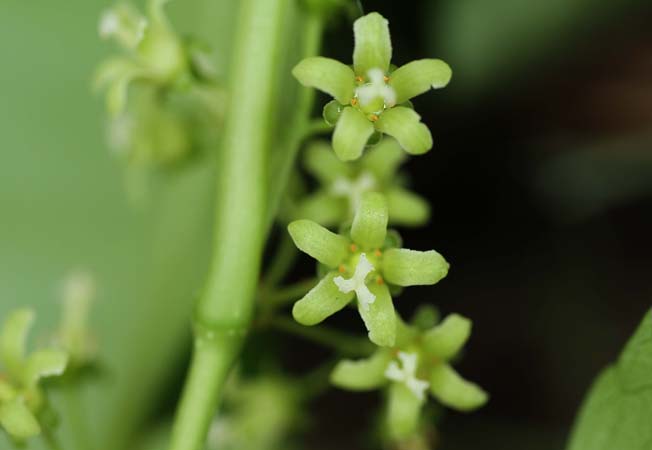 ツルウメモドキ