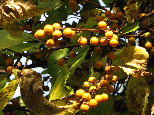 ツルウメモドキ