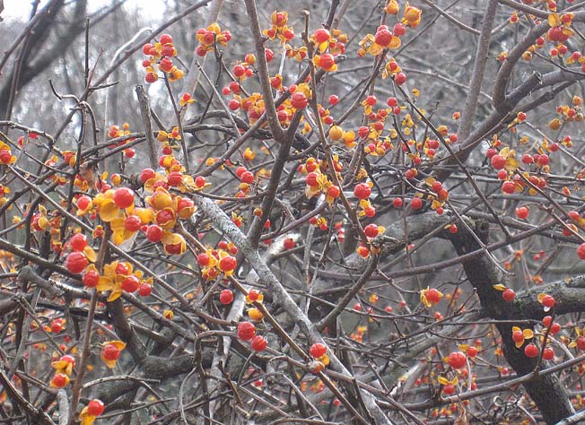 ツルウメモドキ