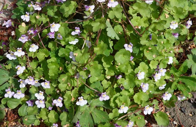 ツタバウンラン