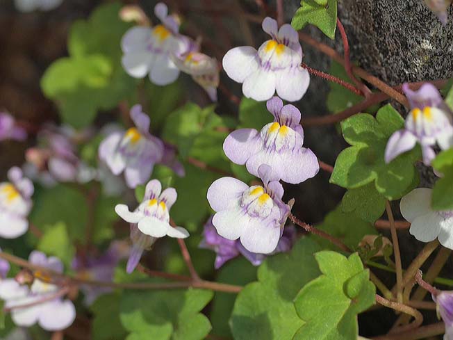 ツタバウンラン