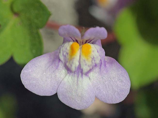 ツタバウンラン