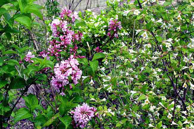 ウゴツクバネウツギ