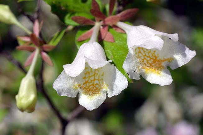 ウゴツクバネウツギ