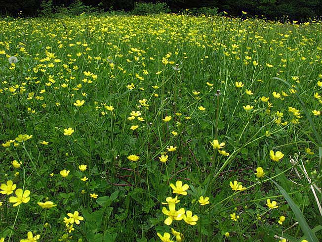 ウマノアシガタ