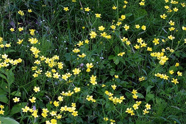 ウマノアシガタ