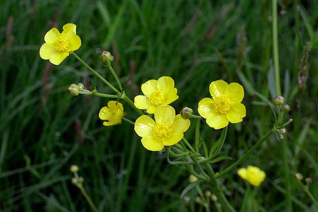 ウマノアシガタ