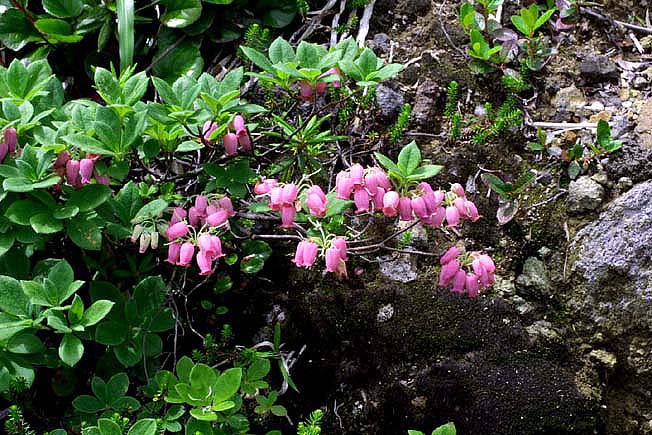 ウラジロヨウラク