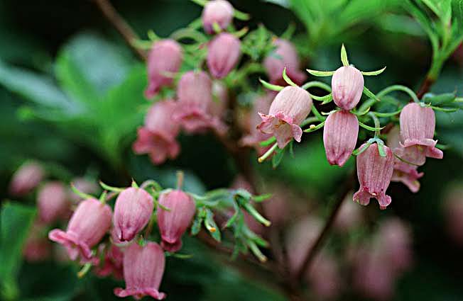 ウラジロヨウラク