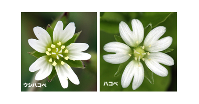 ウシハコベ