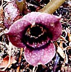 ウスバサイシン