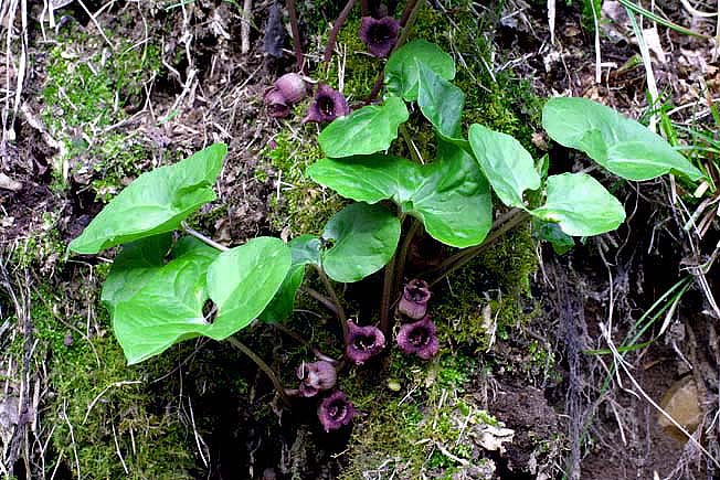 ウスバサイシン