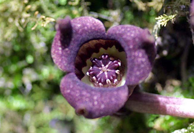 ウスバサイシン