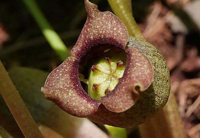 ウスバサイシン