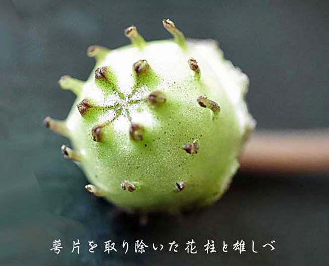 ウスバサイシン