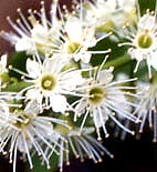 ウワミズザクラ