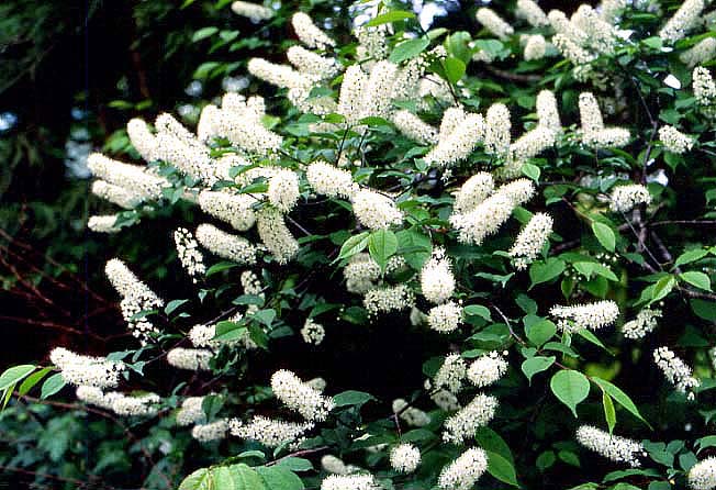 ウワミズザクラ