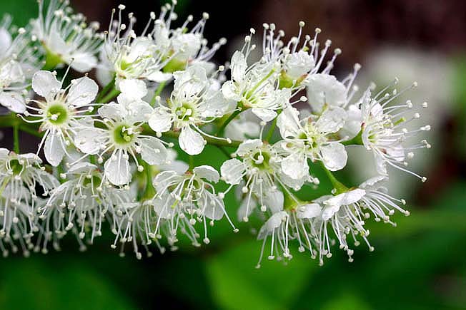 ウワミズザクラ