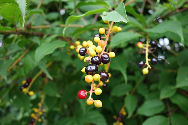 ウワミズザクラ