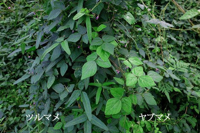 ヤブマメ