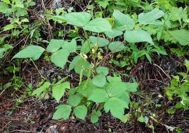 ヤブツルアヅキ