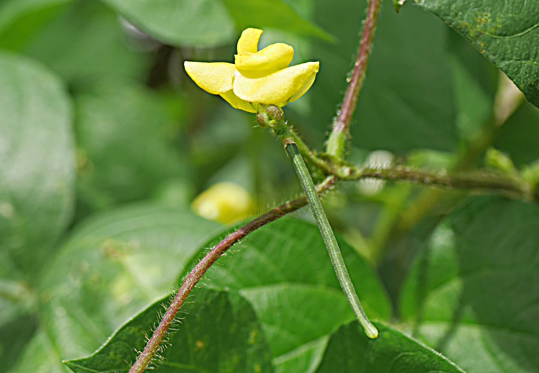 ヤブツルアヅキ