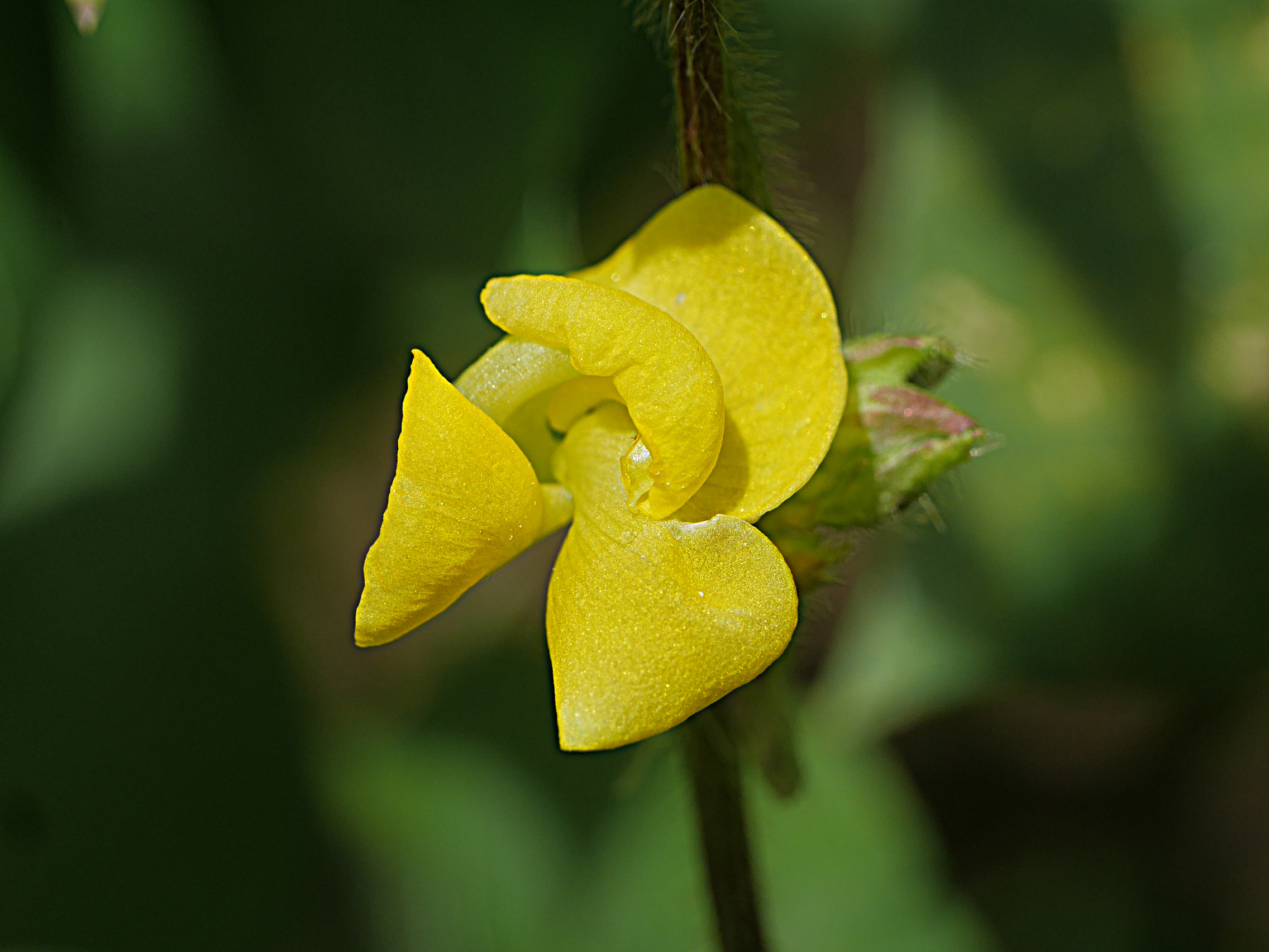 ヤブツルアヅキ