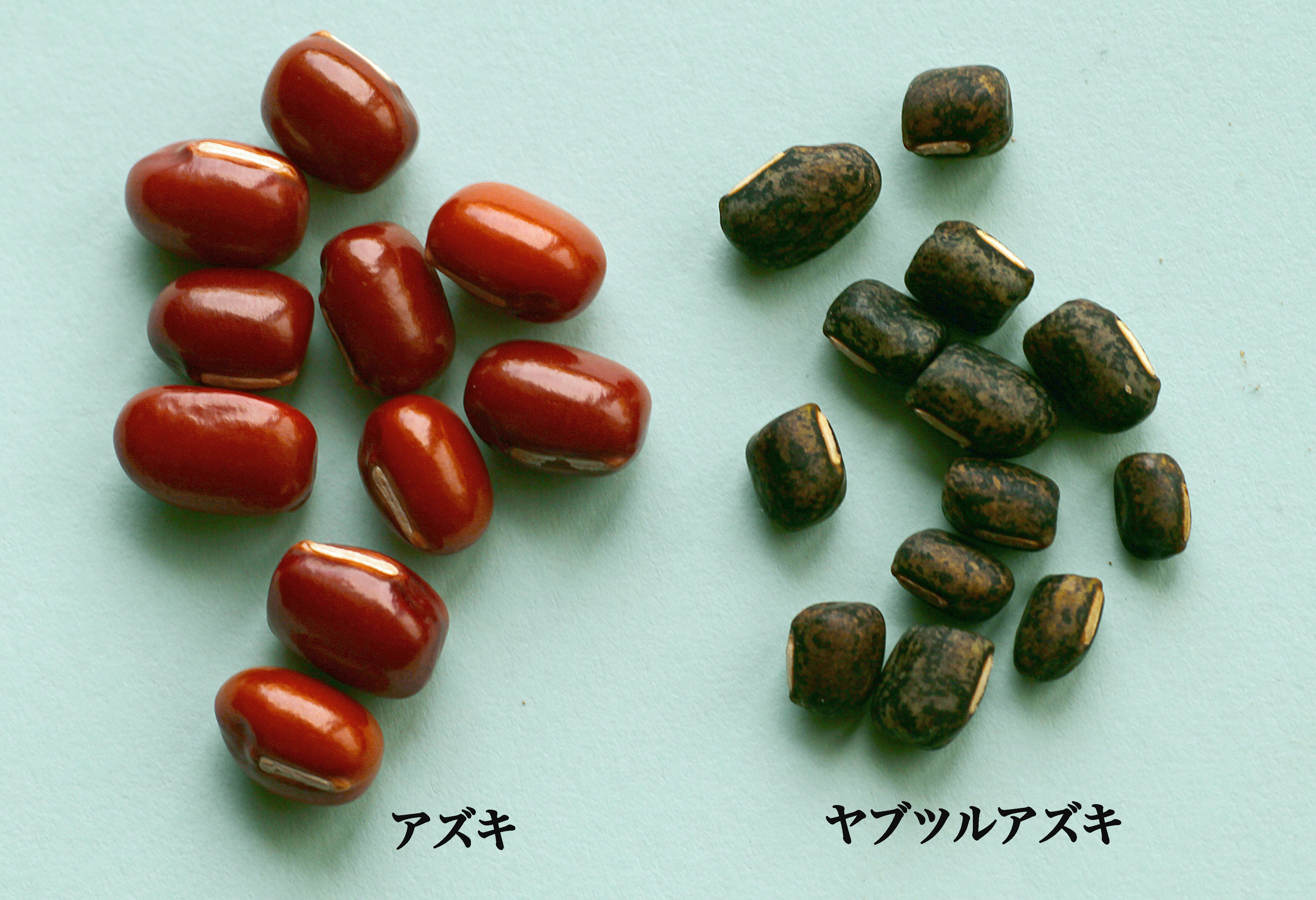 ヤブツルアヅキ