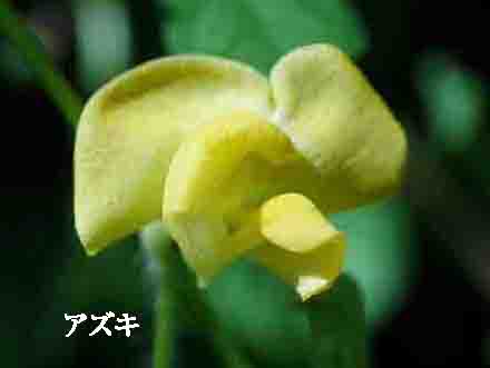 ヤブツルアヅキ