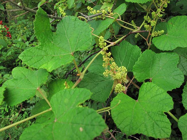ヤマブドウ