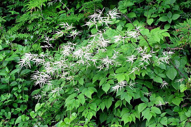 ヤマブキショウマ