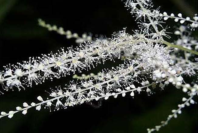 ヤマブキショウマ