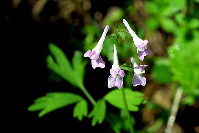 ヤマエンゴサク