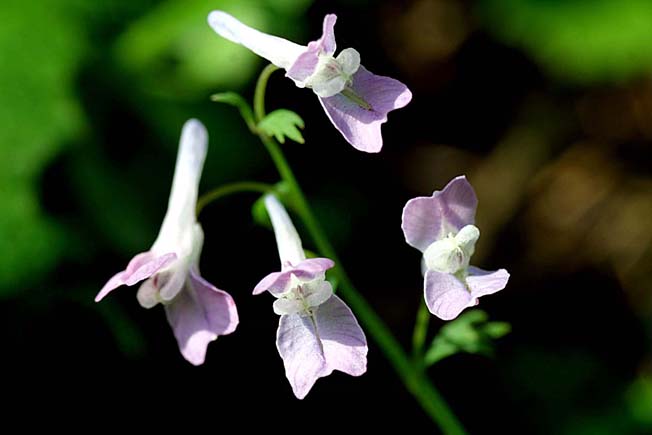 ヤマエンゴサク