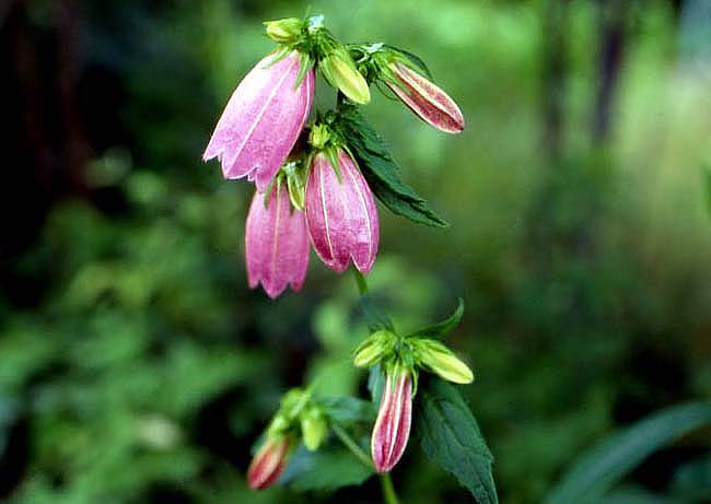 ヤマホタルブクロ