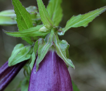 ヤマホタルブクロ