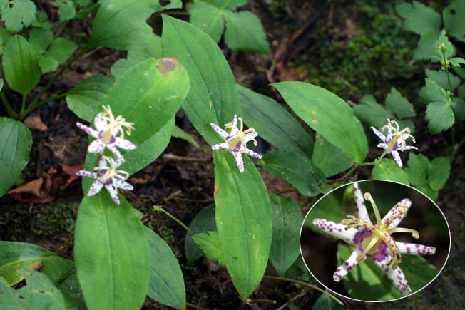 ヤマジノホトトギス