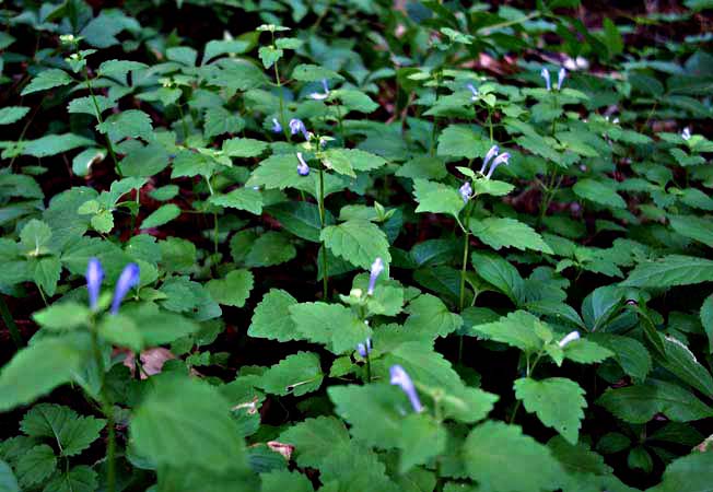 ヤマジノタツナミソウ