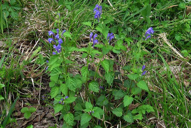 ヤマジノタツナミソウ