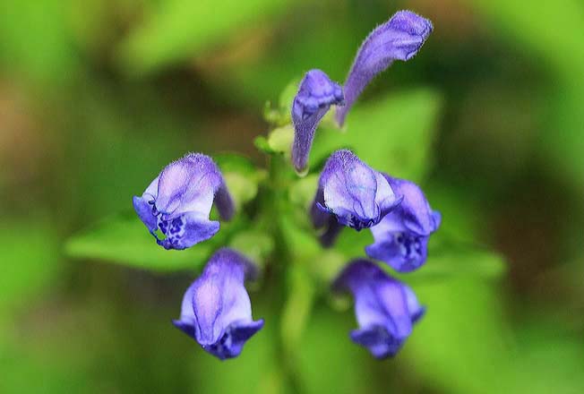 ヤマジノタツナミソウ