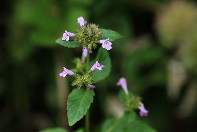 ヤマクルマバナ