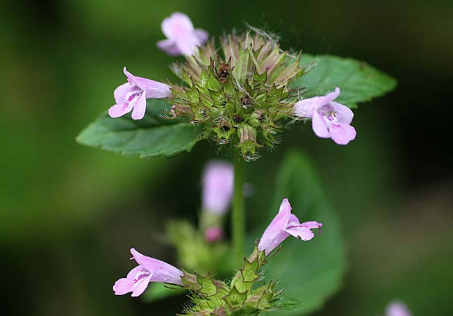 ヤマクルマバナ