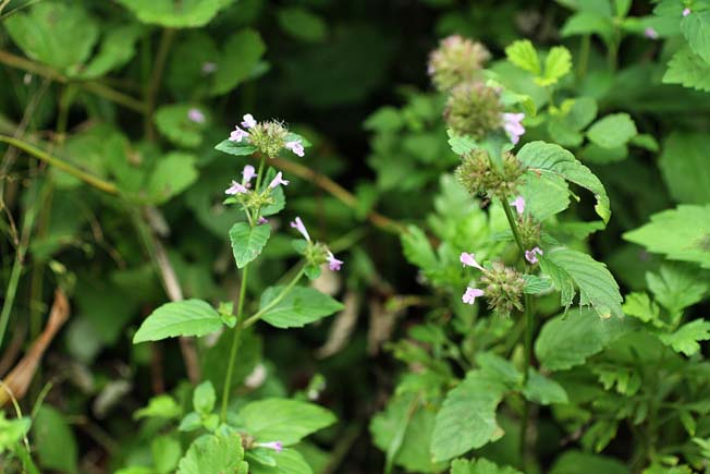 ヤマクルマバナ