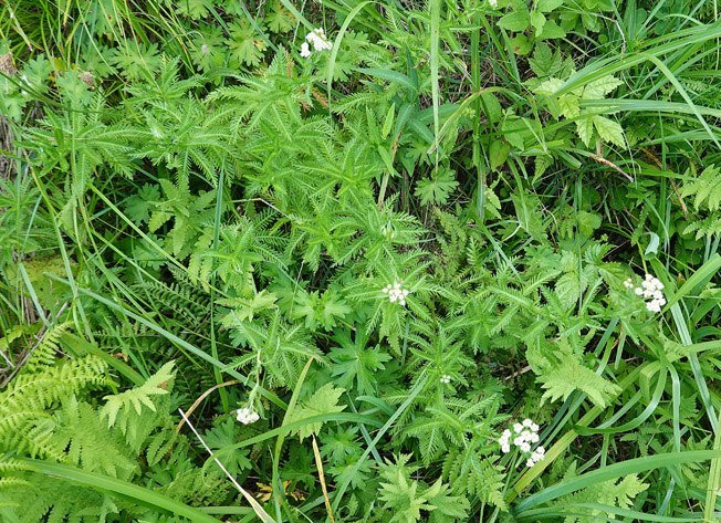 ヤマノコギリソウ