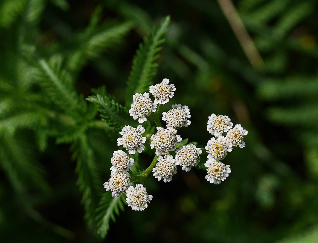 ヤマノコギリソウ